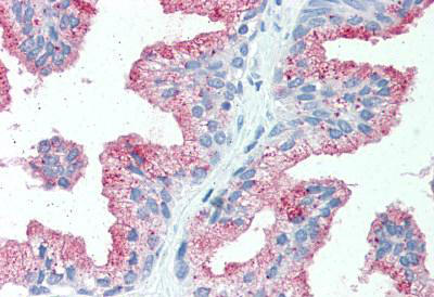 Immunohistochemistry (Formalin/PFA-fixed paraffin-embedded sections) - Anti-SLC39A14/ZIP-14 antibody (AB140973)