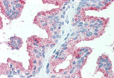 Immunohistochemistry (Formalin/PFA-fixed paraffin-embedded sections) - Anti-SLC39A14/ZIP-14 antibody (AB140973)