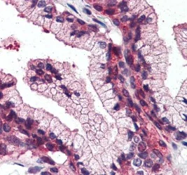 Immunohistochemistry (Formalin/PFA-fixed paraffin-embedded sections) - Anti-SLC39A14/ZIP-14 antibody (AB219174)