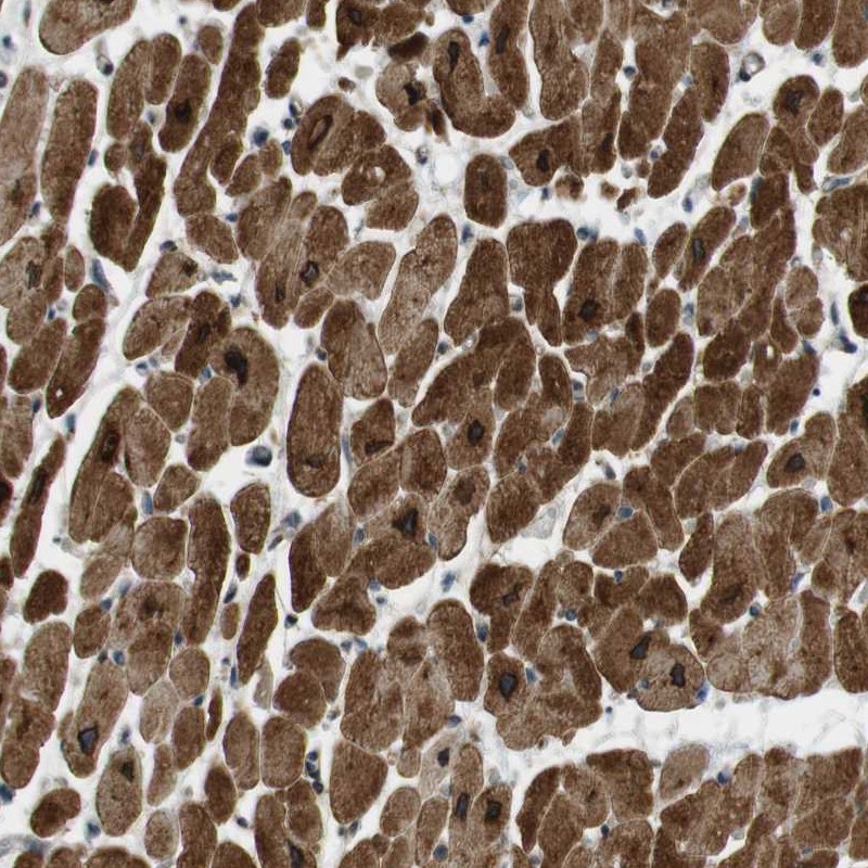 Immunohistochemistry (Formalin/PFA-fixed paraffin-embedded sections) - Anti-SLC41A1 antibody (AB254754)