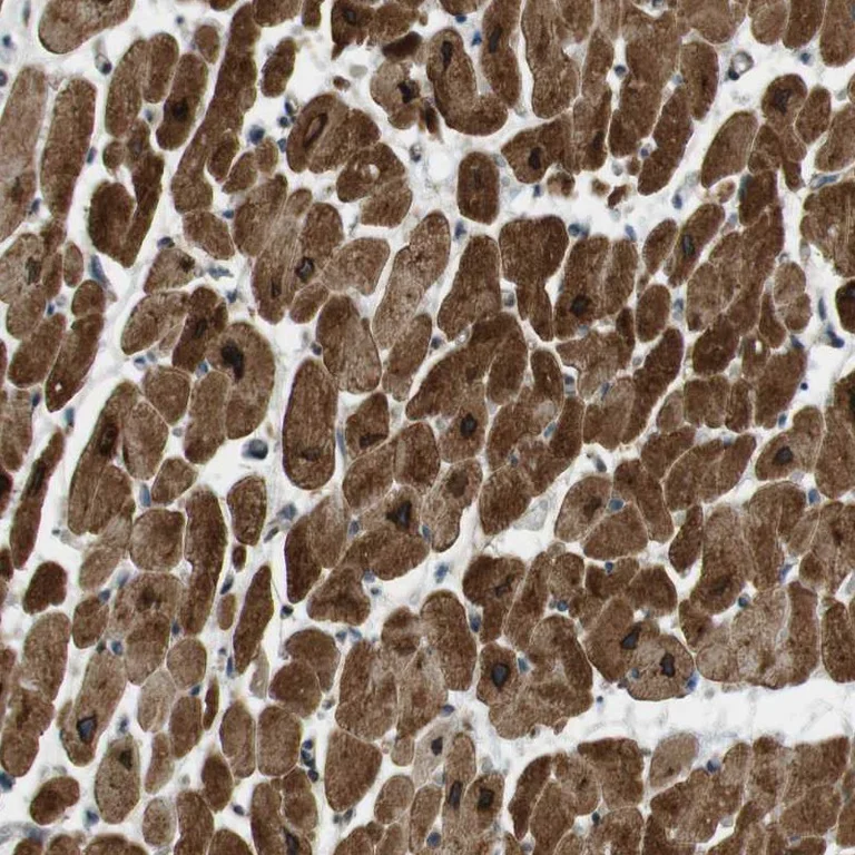 Immunohistochemistry (Formalin/PFA-fixed paraffin-embedded sections) - Anti-SLC41A1 antibody (AB254754)