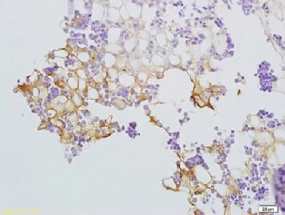 Immunohistochemistry (Formalin/PFA-fixed paraffin-embedded sections) - Anti-SLC44A1/CTL1 antibody (AB217626)
