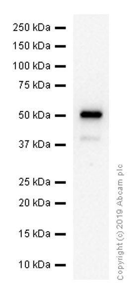 Anti-SLC45A3 antibody [EPR4795(2)]