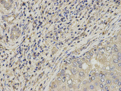 Immunohistochemistry (Formalin/PFA-fixed paraffin-embedded sections) - Anti-SLC4A4/NBC antibody (AB187511)