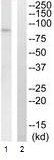 Western blot - Anti-SLC5A3 antibody (AB110368)