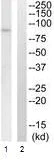 Western blot - Anti-SLC5A3 antibody (AB110368)