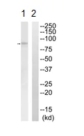 Western blot - Anti-SLC5A3 antibody (AB113245)