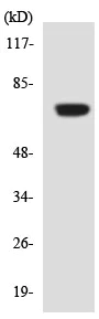 Western blot - Anti-SLC5A6 antibody (AB137214)
