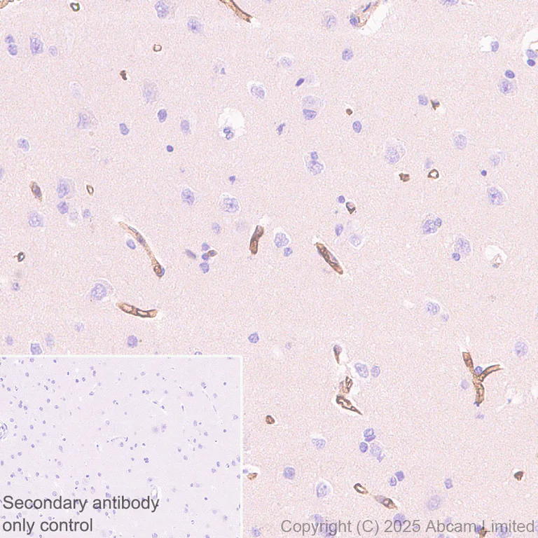 Immunohistochemistry (Formalin/PFA-fixed paraffin-embedded sections) - Anti-SLC5A6 antibody [EPR30529-531] - BSA and Azide free (AB325142)