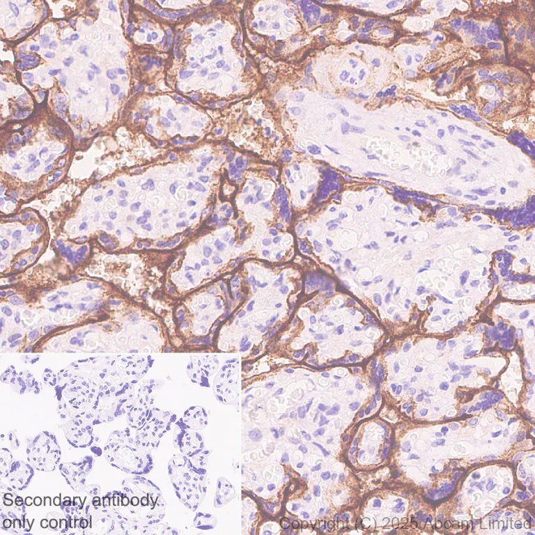 Immunohistochemistry (Formalin/PFA-fixed paraffin-embedded sections) - Anti-SLC5A6 antibody [EPR30529-531] - BSA and Azide free (AB325142)
