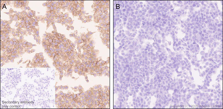 Immunohistochemistry (Formalin/PFA-fixed paraffin-embedded sections) - Anti-SLC5A6 antibody [EPR30529-531] - BSA and Azide free (AB325142)