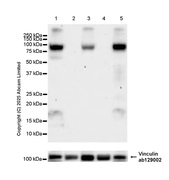 Western blot - Anti-SLC5A6 antibody [EPR30529-531] - BSA and Azide free (AB325142)