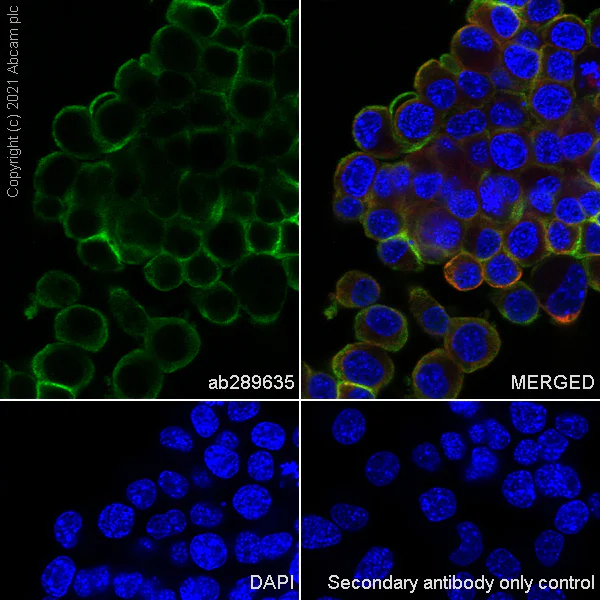 Immunocytochemistry/ Immunofluorescence - Anti-SLC5A7 antibody [EPR25152-16] - BSA and Azide free (AB289637)