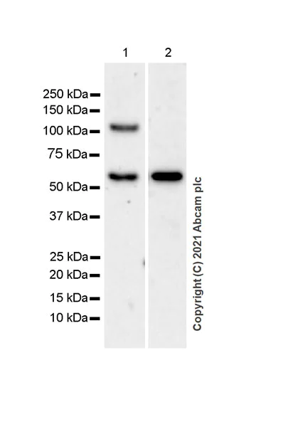 Western blot - Anti-SLC5A7 antibody [EPR25152-16] - BSA and Azide free (AB289637)