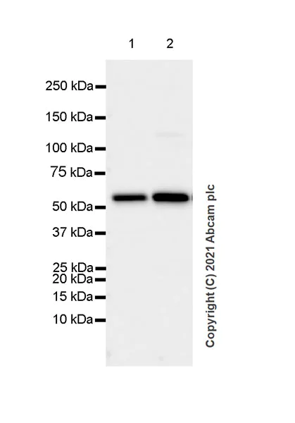 Western blot - Anti-SLC5A7 antibody [EPR25152-16] - BSA and Azide free (AB289637)