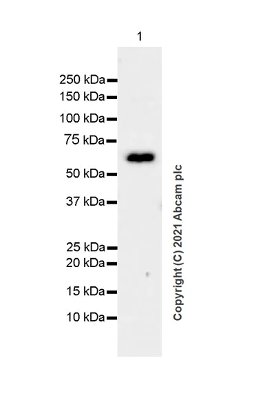 Western blot - Anti-SLC5A7 antibody [EPR25152-16] - BSA and Azide free (AB289637)