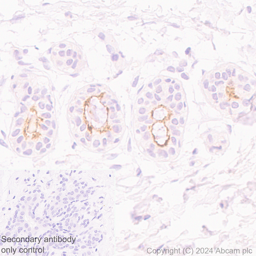 Immunohistochemistry (Formalin/PFA-fixed paraffin-embedded sections) - Anti-SLC6A14 antibody [EPR27113-178] - BSA and Azide free (ab316194), expandable thumbnail