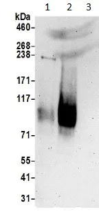 Western blot - Anti-SLC6A15 antibody (AB191192)