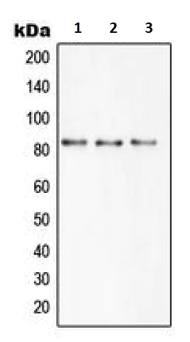 Western blot - Anti-SLC6A15 antibody - N-terminal (AB230890)