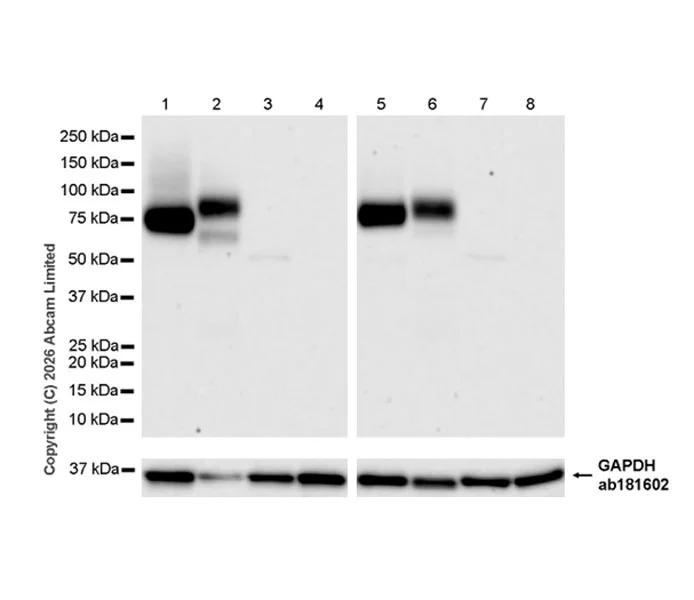 Western blot - Anti-SLC6A19 antibody [EPR30005-529] (AB326561)
