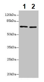 Western blot - Anti-Slc6a6/Taut antibody (AB236898)