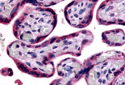 Immunohistochemistry (Formalin/PFA-fixed paraffin-embedded sections) - Anti-SLC7A5/LAT1 antibody (AB140844)