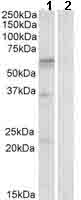 Western blot - Anti-SLC7A5/LAT1 antibody (AB99419)