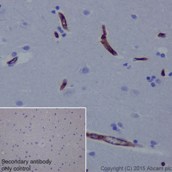 Immunohistochemistry (Formalin/PFA-fixed paraffin-embedded sections) - Anti-SLC7A5/LAT1 antibody [EPR17573] - BSA and Azide free (AB215822)