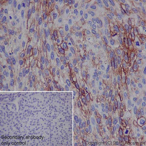 Immunohistochemistry (Formalin/PFA-fixed paraffin-embedded sections) - Anti-SLC7A5/LAT1 antibody [EPR17573] - BSA and Azide free (AB215822)