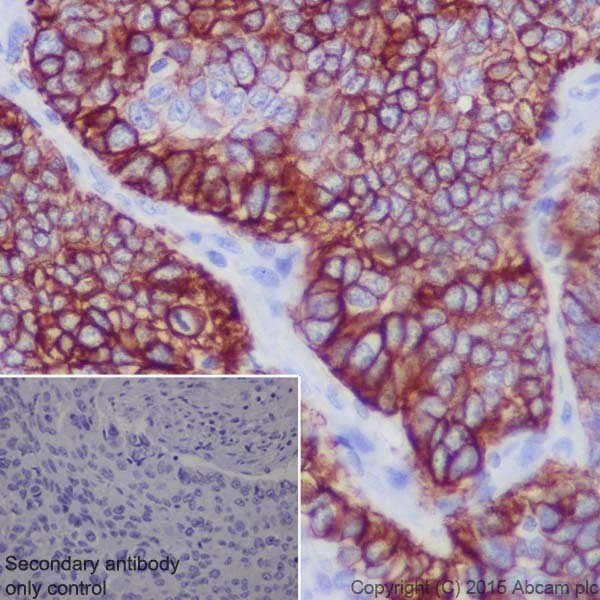 Immunohistochemistry (Formalin/PFA-fixed paraffin-embedded sections) - Anti-SLC7A5/LAT1 antibody [EPR17573] - BSA and Azide free (AB215822)
