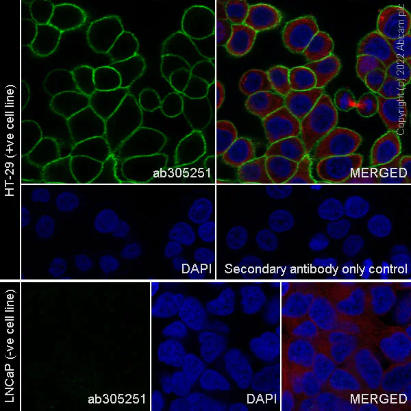 Immunocytochemistry/ Immunofluorescence - Anti-SLC7A5/LAT1 antibody [EPR26260-66] (AB305251)