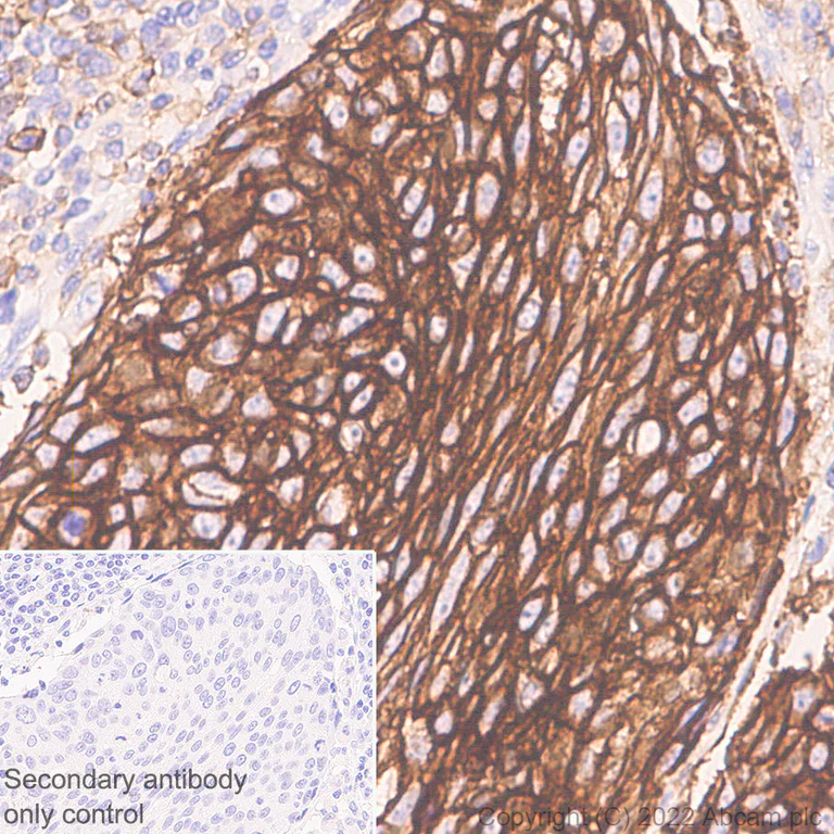 Immunohistochemistry (Formalin/PFA-fixed paraffin-embedded sections) - Anti-SLC7A5/LAT1 antibody [EPR26260-66] (AB305251)