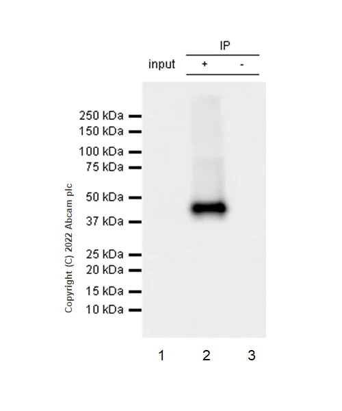 Immunoprecipitation - Anti-SLC7A5/LAT1 antibody [EPR26260-66] - BSA and Azide free (AB305252)