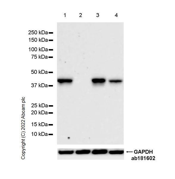 Western blot - Anti-SLC7A5/LAT1 antibody [EPR26260-66] - BSA and Azide free (AB305252)