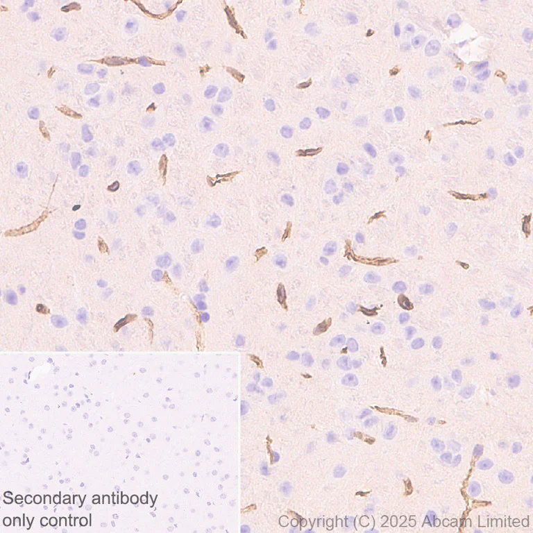 Immunohistochemistry (Formalin/PFA-fixed paraffin-embedded sections) - Anti-SLC7A5/LAT1 antibody [EPR29892-591] (AB324354)