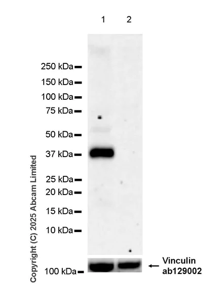 Western blot - Anti-SLC7A5/LAT1 antibody [EPR29892-591] (AB324354)