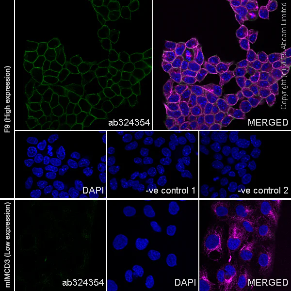 Immunocytochemistry/ Immunofluorescence - Anti-SLC7A5/LAT1 antibody [EPR29892-591] - BSA and Azide free (AB325953)