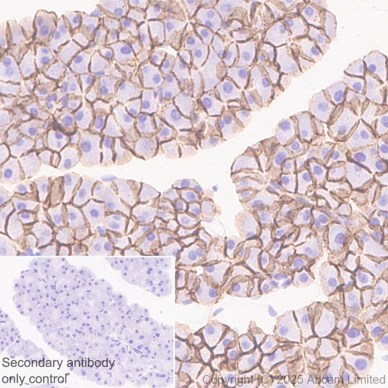 Immunohistochemistry (Formalin/PFA-fixed paraffin-embedded sections) - Anti-SLC7A5/LAT1 antibody [EPR29892-591] - BSA and Azide free (AB325953)