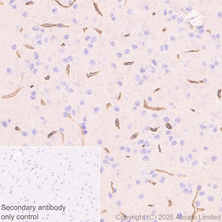 Immunohistochemistry (Formalin/PFA-fixed paraffin-embedded sections) - Anti-SLC7A5/LAT1 antibody [EPR29892-591] - BSA and Azide free (AB325953)