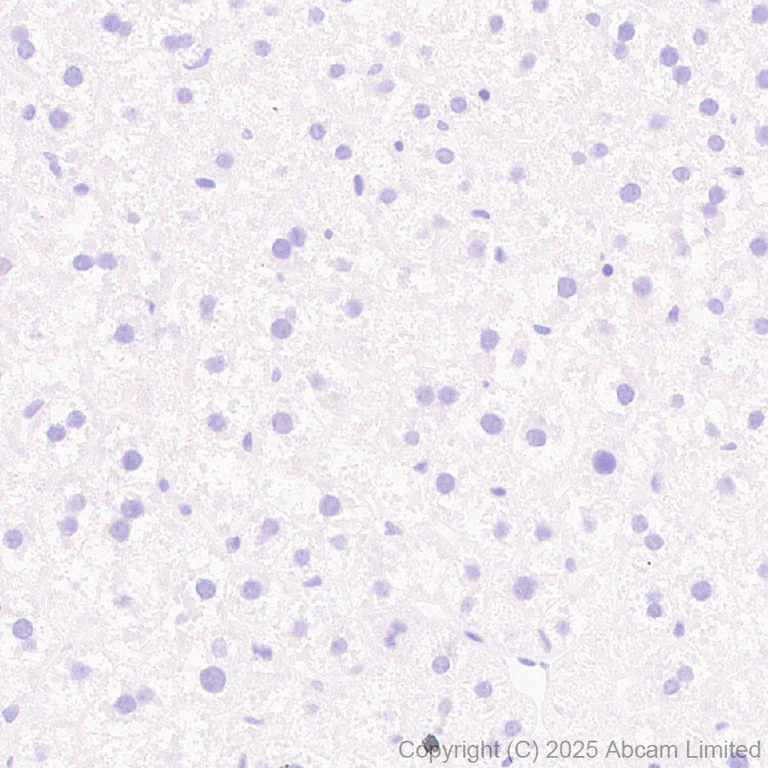 Immunohistochemistry (Formalin/PFA-fixed paraffin-embedded sections) - Anti-SLC7A5/LAT1 antibody [EPR29892-591] - BSA and Azide free (AB325953)