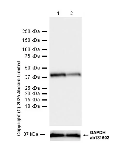 Western blot - Anti-SLC7A5/LAT1 antibody [EPR29892-591] - BSA and Azide free (AB325953)