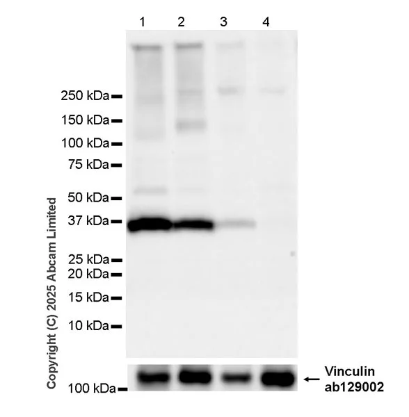 Western blot - Anti-SLC7A5/LAT1 antibody [EPR29892-591] - BSA and Azide free (AB325953)