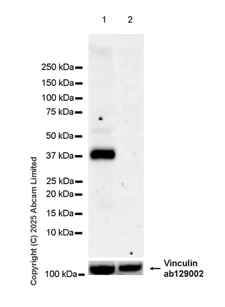Western blot - Anti-SLC7A5/LAT1 antibody [EPR29892-591] - BSA and Azide free (AB325953)