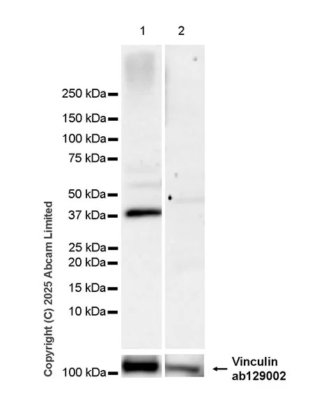 Western blot - Anti-SLC7A5/LAT1 antibody [EPR29892-591] - BSA and Azide free (AB325953)