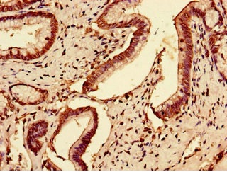 Immunohistochemistry (Formalin/PFA-fixed paraffin-embedded sections) - Anti-SLC7A7 antibody (AB236669)