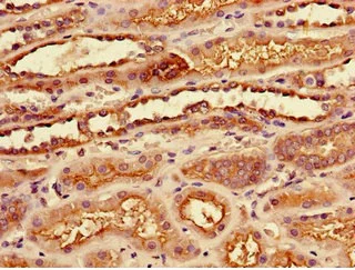 Immunohistochemistry (Formalin/PFA-fixed paraffin-embedded sections) - Anti-SLC7A7 antibody (AB236669)