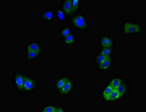 Immunocytochemistry/ Immunofluorescence - Anti-SLCO1B3/OATP1B3 antibody (AB222900)