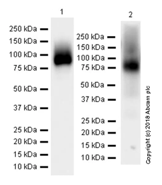 Western blot - Anti-SLCO2B1/OATP2B1 antibody [EPR22212-37] - BSA and Azide free (AB245829)