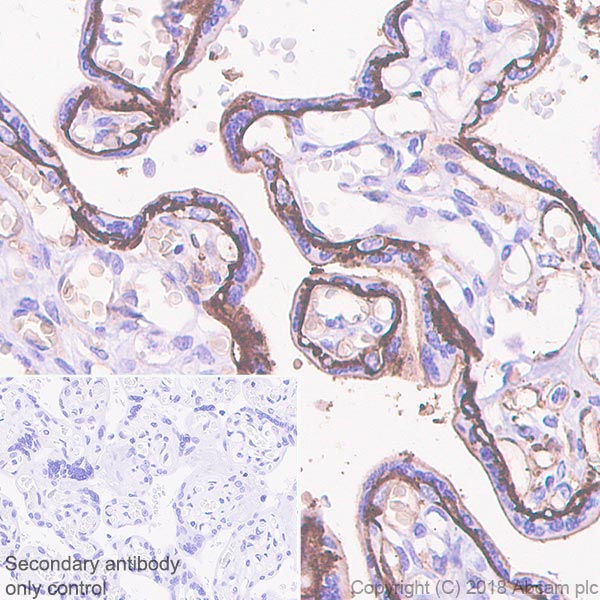 Immunohistochemistry (Formalin/PFA-fixed paraffin-embedded sections) - Anti-SLCO2B1/OATP2B1 antibody [EPR22212] (AB222094)