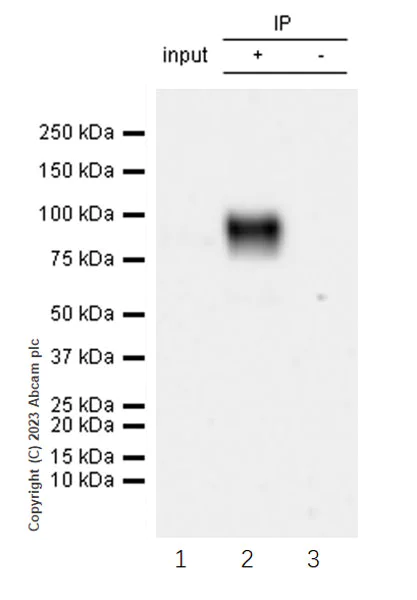 Immunoprecipitation - Anti-SLCO2B1/OATP2B1 antibody [EPR28179-63] (AB313384)